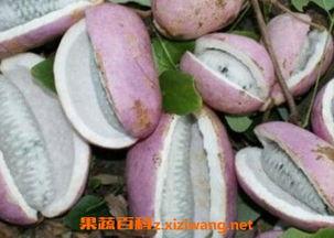 息烽县八月瓜免费吃,免费品尝大自然的馈赠